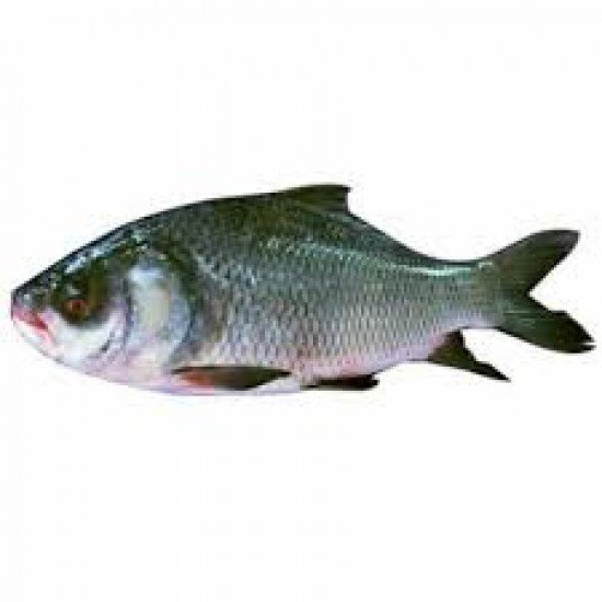 CATLA FISH 	800 GM 