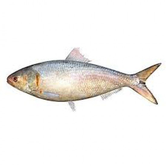 HILSA FISH 750 Gm 