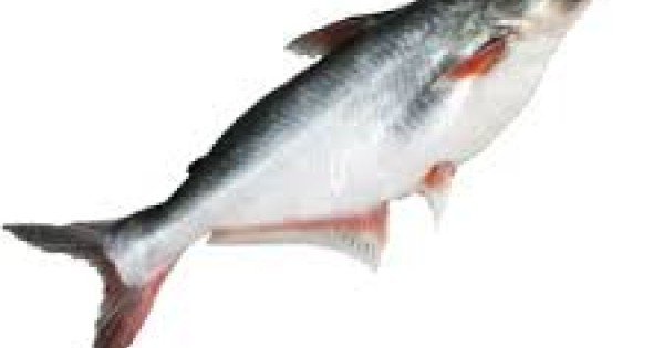 PYASI (PANGAS) Fish - 1kg meat including Head