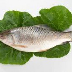 ROHU W/O EGG Fish  1.1KG