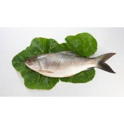 ROHU  -  1kg meat including Head