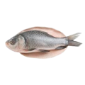 CATLA FISH 